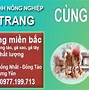 Mua Gà Hồ Giống Thuần Chủng